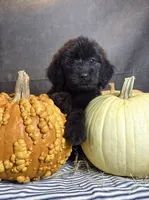 Buddy, a male Goldendoodle for sale in Ocala, FL – 5 of 9