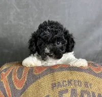 Boots, a male Maltipoo for sale in Orlando, FL – 10 of 10
