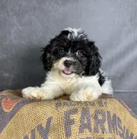 Patches, a male Cavapoo for sale in Orlando, FL – 7 of 7