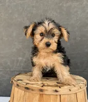 Charley, a male Yorkshire Terrier for sale in Orlando, FL – 6 of 6