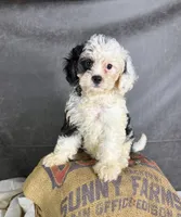 Fiona, a female Cavapoo for sale in Orlando, FL – 4 of 10
