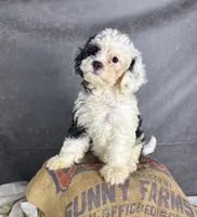 Fiona, a female Cavapoo for sale in Orlando, FL – 2 of 10
