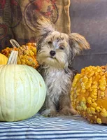 Rosco, a male Yorkshire Terrier for sale in Ocala, FL – 4 of 7