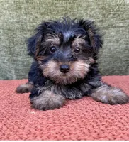 Luna, a female Yorkshire Terrier for sale in Orlando, FL – 2 of 5