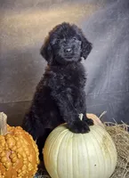 Buddy, a male Goldendoodle for sale in Ocala, FL – 4 of 9