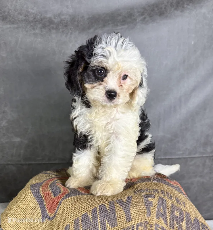 Fiona – Cavapoo puppy for sale in Orlando, FL