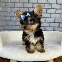 Sammy, a male Yorkshire Terrier for sale in Orlando, FL – Photo 4 of 7