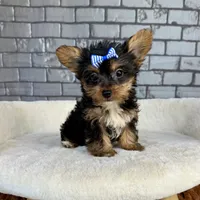 Sammy, a male Yorkshire Terrier for sale in Orlando, FL – Photo 7 of 7