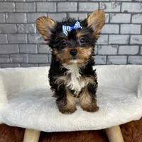 Sammy, a male Yorkshire Terrier for sale in Orlando, FL – Photo 6 of 7