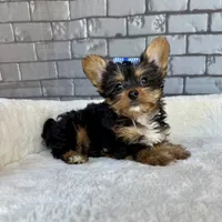 Sammy, a male Yorkshire Terrier for sale in Orlando, FL – Photo 5 of 7