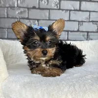 Sammy, a male Yorkshire Terrier for sale in Orlando, FL – Photo 3 of 7