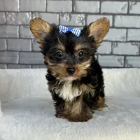 Sammy, a male Yorkshire Terrier for sale in Orlando, FL – Photo 1 of 7