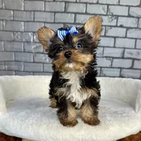 Sammy, a male Yorkshire Terrier for sale in Orlando, FL – Photo 2 of 7