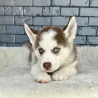 Luka, a male Siberian Husky for sale in Orlando, FL – Photo 1 of 6