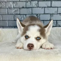 Luka, a male Siberian Husky for sale in Orlando, FL – Photo 4 of 6