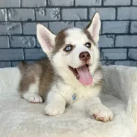 Luka, a male Siberian Husky for sale in Orlando, FL – Photo 3 of 6