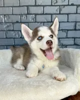 processed/4093d60d-e441-4b50-897c-b4f55231ea6f/listing/972bab71-ebad-44ef-9269-617f543b046e/8e192813-5285-473a-8bcd-db120d36183f