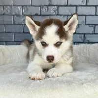 Luka, a male Siberian Husky for sale in Orlando, FL – Photo 6 of 6