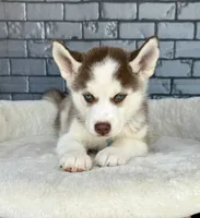 processed/4093d60d-e441-4b50-897c-b4f55231ea6f/listing/972bab71-ebad-44ef-9269-617f543b046e/ca673c5f-0540-40bb-b72c-0c48748035a0