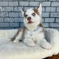 Luka, a male Siberian Husky for sale in Orlando, FL – Photo 2 of 6