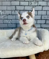 processed/4093d60d-e441-4b50-897c-b4f55231ea6f/listing/972bab71-ebad-44ef-9269-617f543b046e/dba73213-b536-46c2-995a-08dae4de353f