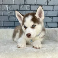 Luka, a male Siberian Husky for sale in Orlando, FL – Photo 5 of 6