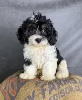 London, a female Cavapoo for sale in Orlando, FL – 6 of 6