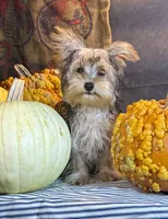 Rosco, a male Yorkshire Terrier for sale in Ocala, FL – 7 of 7