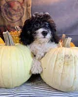 Daniela, a female Cavapoo for sale in Ocala, FL – 4 of 6