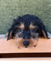 Drake, a male Yorkshire Terrier for sale in Orlando, FL – 4 of 4