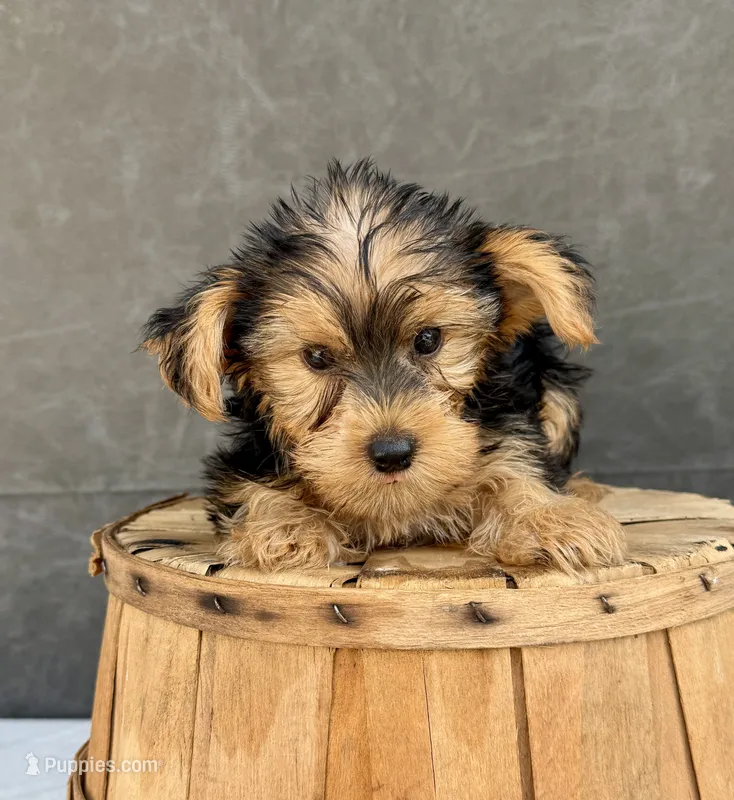 Charley – Yorkshire Terrier puppy for sale in Orlando, FL