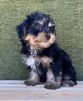 Bernie, a male Yorkshire Terrier for sale in Orlando, FL – 5 of 5