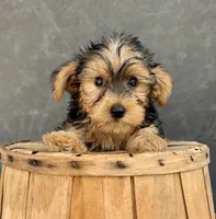 Charley, a male Yorkshire Terrier for sale in Orlando, FL – 2 of 6