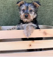 Molly , a female Yorkshire Terrier for sale in Orlando, FL – 5 of 7