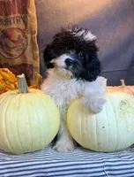 Patches, a male Cavapoo for sale in Ocala, FL – 4 of 7