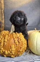 Peaches, a female Goldendoodle for sale in Ocala, FL – 9 of 10