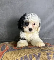 Fiona, a female Cavapoo for sale in Orlando, FL – 10 of 10