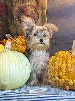 Rosco, a male Yorkshire Terrier for sale in Ocala, FL – 5 of 7