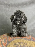 Dusty, a male Maltipoo for sale in Orlando, FL – 3 of 7