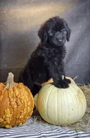 Buddy, a male Goldendoodle for sale in Ocala, FL – 9 of 9