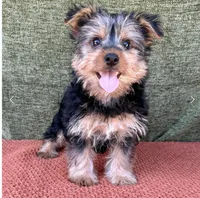 Molly , a female Yorkshire Terrier for sale in Orlando, FL – 7 of 7