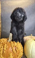Peaches, a female Goldendoodle for sale in Ocala, FL – 4 of 10