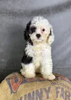 Fiona, a female Cavapoo for sale in Orlando, FL – 7 of 10
