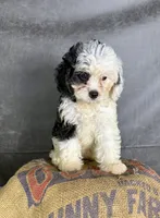 Fiona, a female Cavapoo for sale in Orlando, FL – 6 of 10