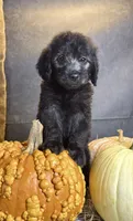 Peaches, a female Goldendoodle for sale in Ocala, FL – 2 of 10