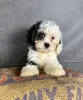 Fiona, a female Cavapoo for sale in Orlando, FL – 3 of 10