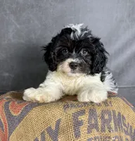 Patches, a male Cavapoo for sale in Orlando, FL – 6 of 7