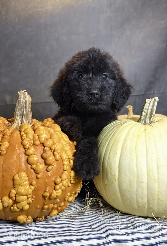 Buddy – Goldendoodle puppy for sale in Ocala, FL