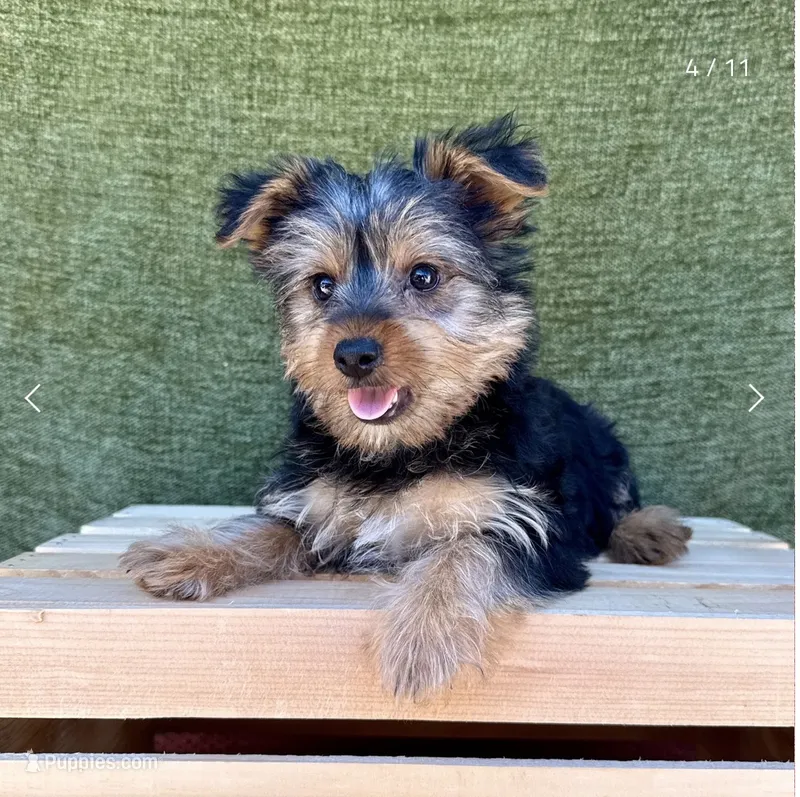Molly  – Yorkshire Terrier puppy for sale in Orlando, FL