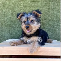 Molly , a female Yorkshire Terrier for sale in Orlando, FL – 1 of 7
